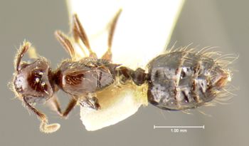 Media type: image; Entomology 22240   Aspect: habitus dorsal view